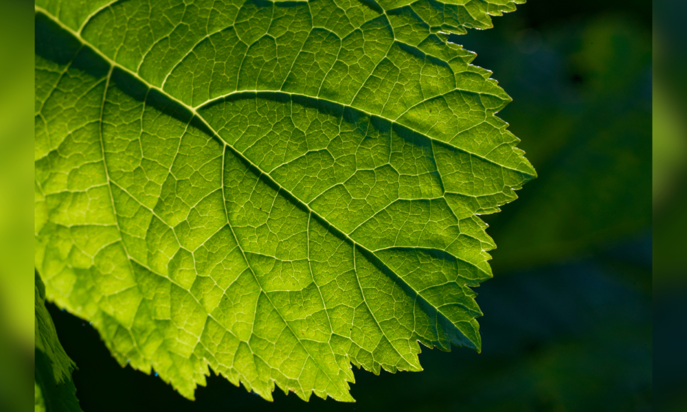 Gros plan d'une feuille vert vif avec des nervures